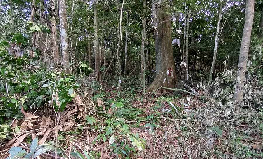 Amazônia Legal: Acre desmatou 25 quilômetros quadrados de floresta em cinco meses, aponta Imazon