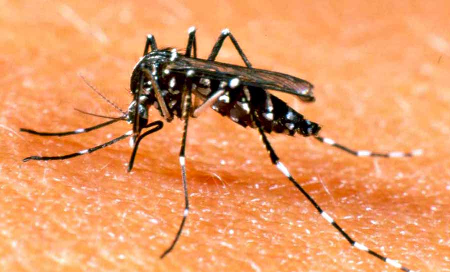Saúde disponibiliza dados sobre as notificações de dengue no estado