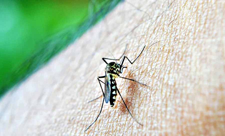Brasil ultrapassa as mil mortes por dengue em 2024