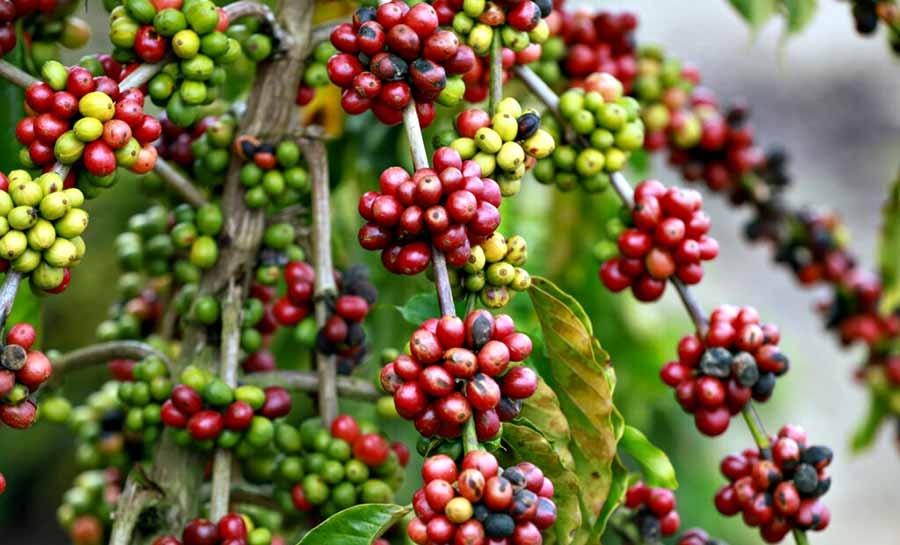 Plantio do café cresce e fortalece a economia e a agricultura familiar no Acre
