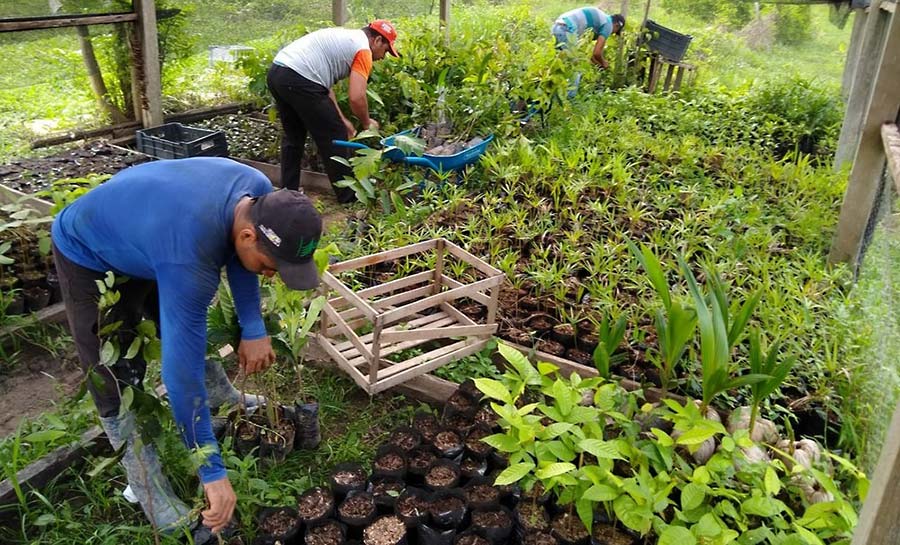 plantacao 002 web