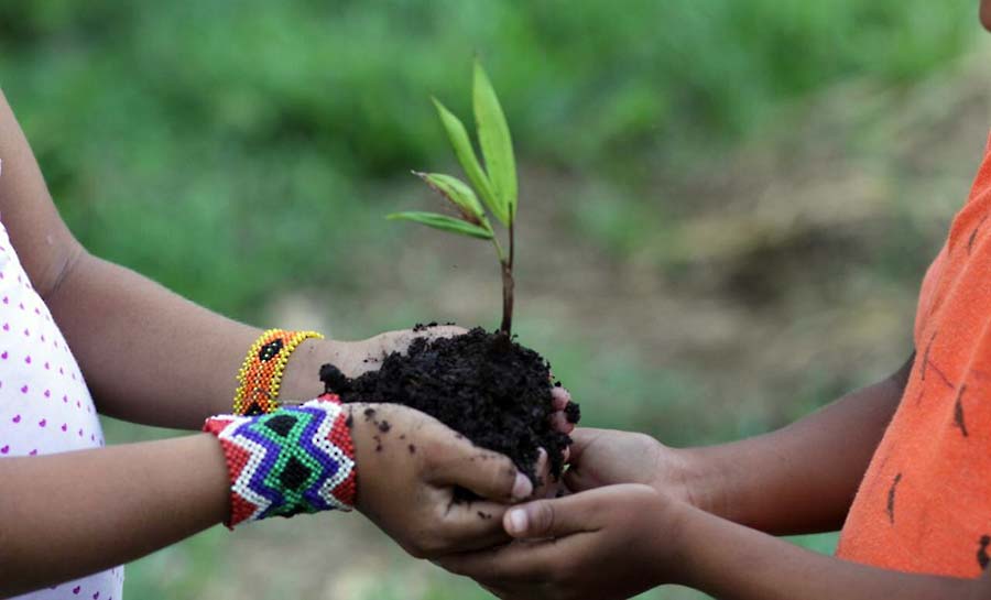 plantacao 003 web