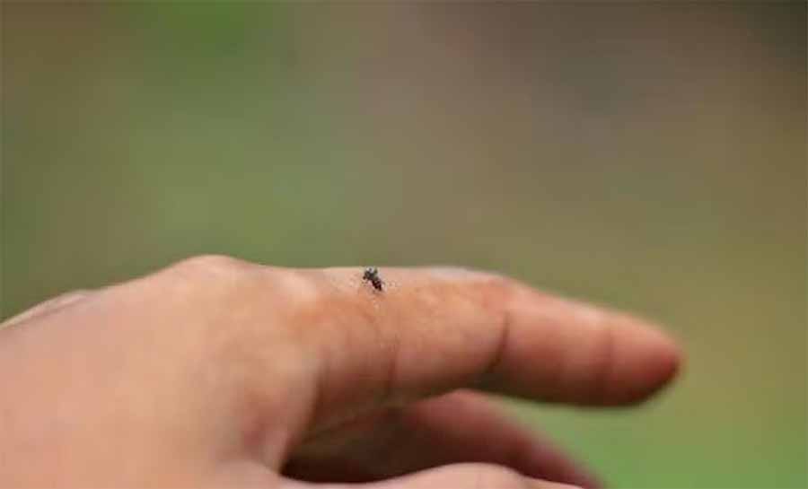 mosquito