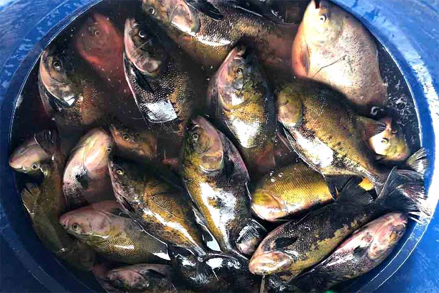 feira peixe 002