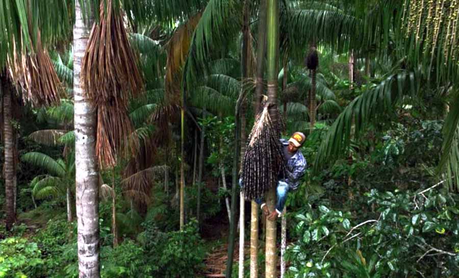 programas red rem 002