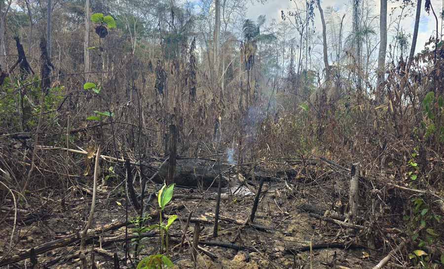 tce desmatamento 005