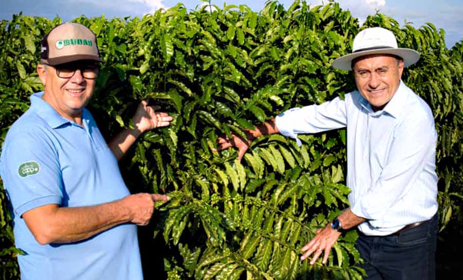 bocalom cafe jurua 003