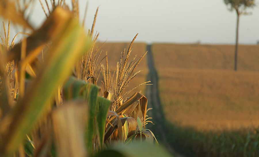 tratado de petropolis 007