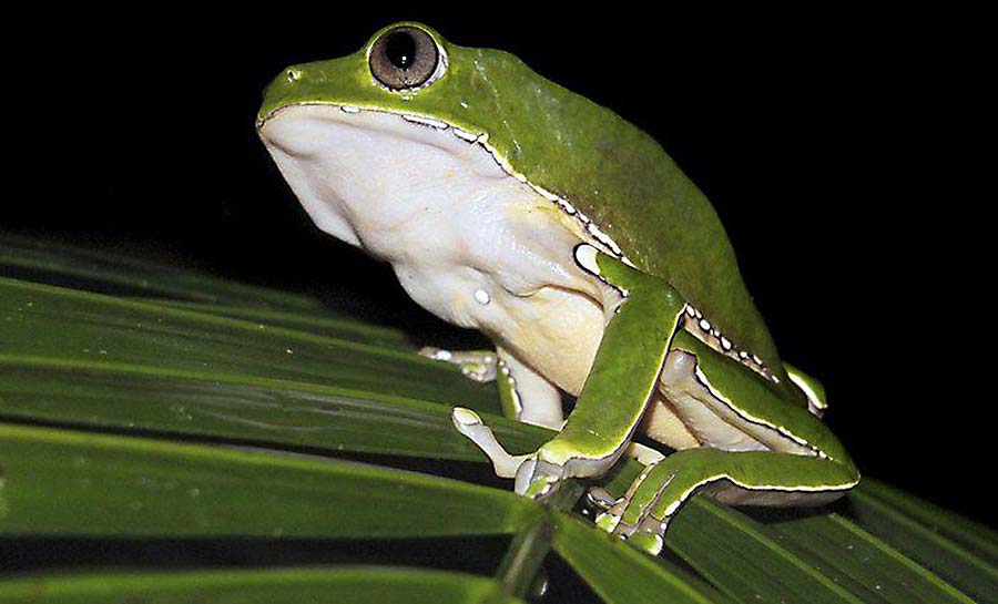 Pesquisa encontra indícios de biopirataria de conhecimentos indígenas