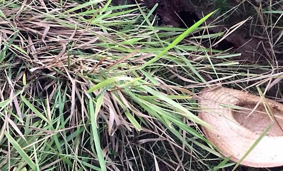 Acusado de matar cunhado e tentar matar esposa no interior do Acre é assassinado a tiros