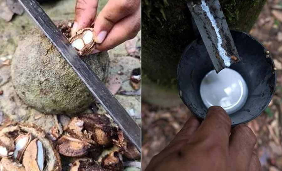 Acre produz mais de 10 mil toneladas de borracha e castanha e se destaca em pesquisa do IBGE