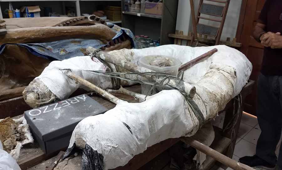Laboratório de Paleontologia da Ufac recebe aporte de R$ 475 mil e busca restaurar acervo e estrutura para exibição de fósseis