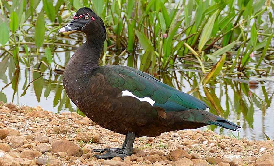 Gripe aviária: MG registra primeiro caso da doença em pato