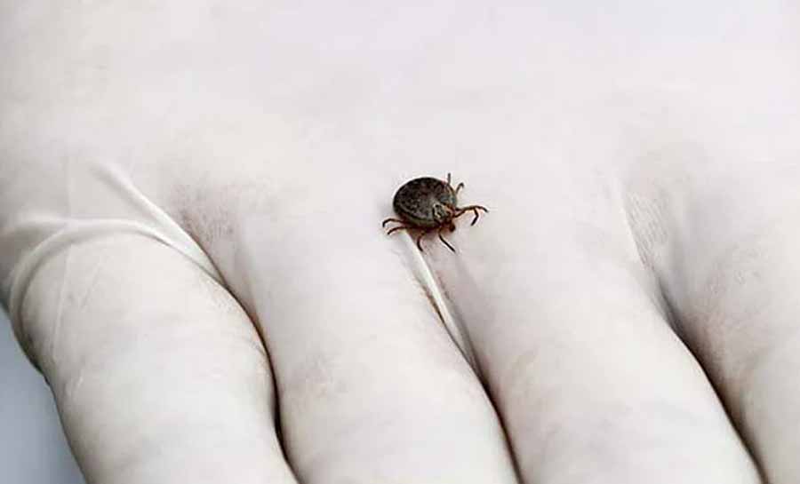 Febre maculosa: SP confirma mais dois novos casos