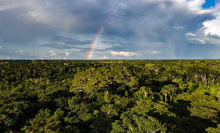 Alertas de desmatamento no Acre reduzem mais de 77% em maio