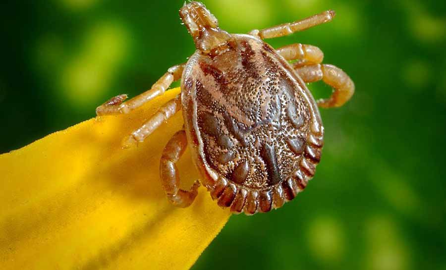 Governo do Acre intensifica vigilância após casos de febre maculosa na região Sudeste do Brasil