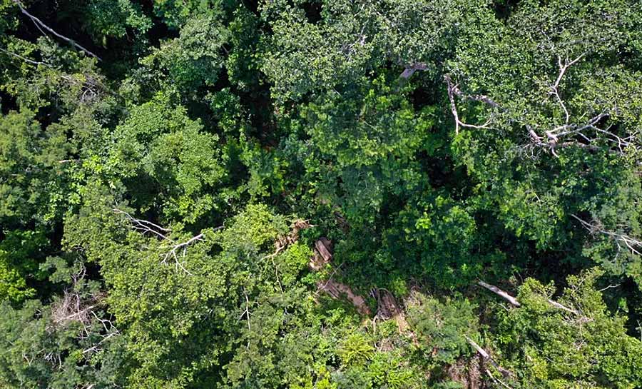 Mercado de carbono pode gerar ativo financeiro de mais 560 milhões de dólares para o Acre