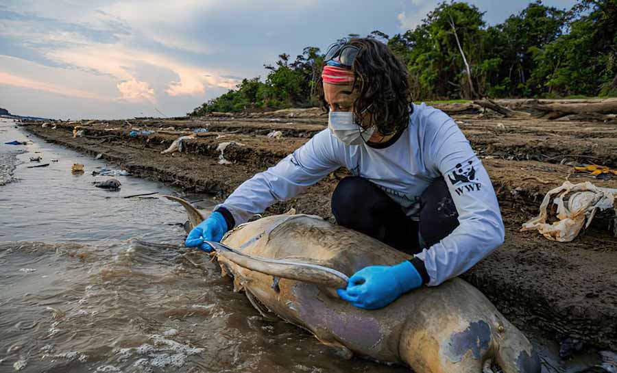 Equipe de busca encontra mais cinco carcaças de botos no Amazonas