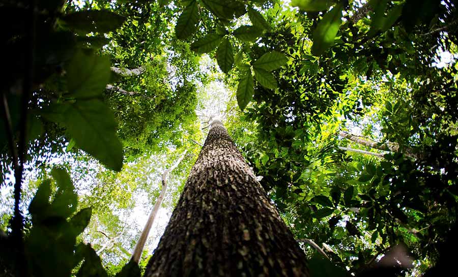 Fundo Amazônia recebe as primeiras doações dos EUA e da Suíça