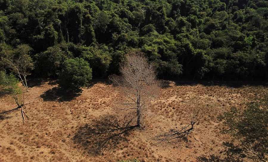 Brasil perde 15% de florestas naturais em quase 40 anos, diz MapBiomas