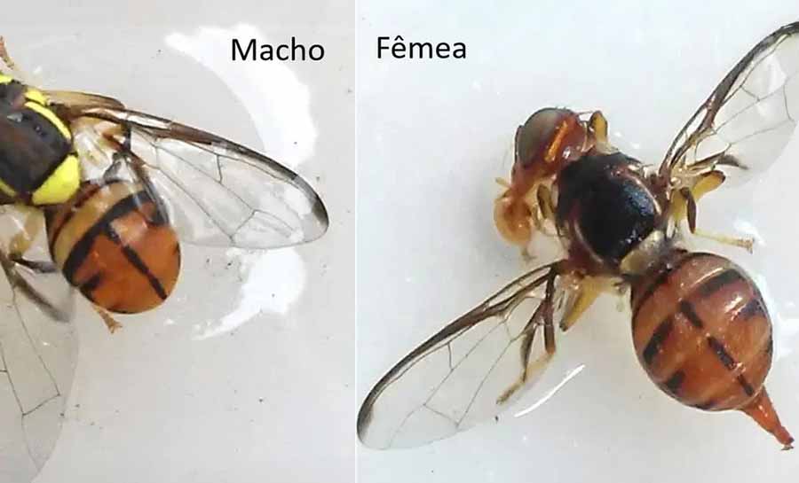 Mosca-da-carambola deixa quatro estados em emergência fitossanitária