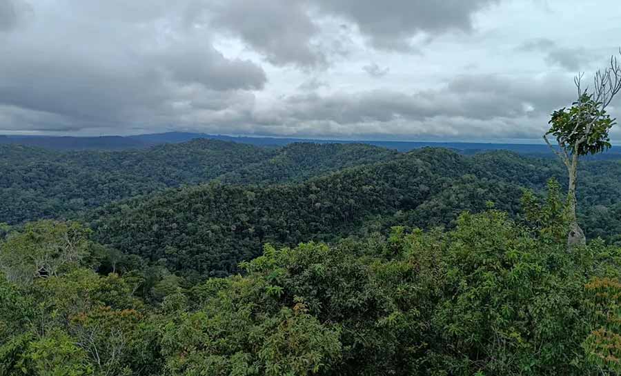 Na COP-28, comitiva do AC vai focar em fechar acordos para mercado de créditos de carbono