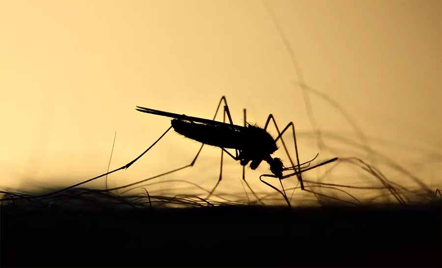 Acre chega a 60 casos confirmados de infecções por Oropouche e Mayaro em dez municípios