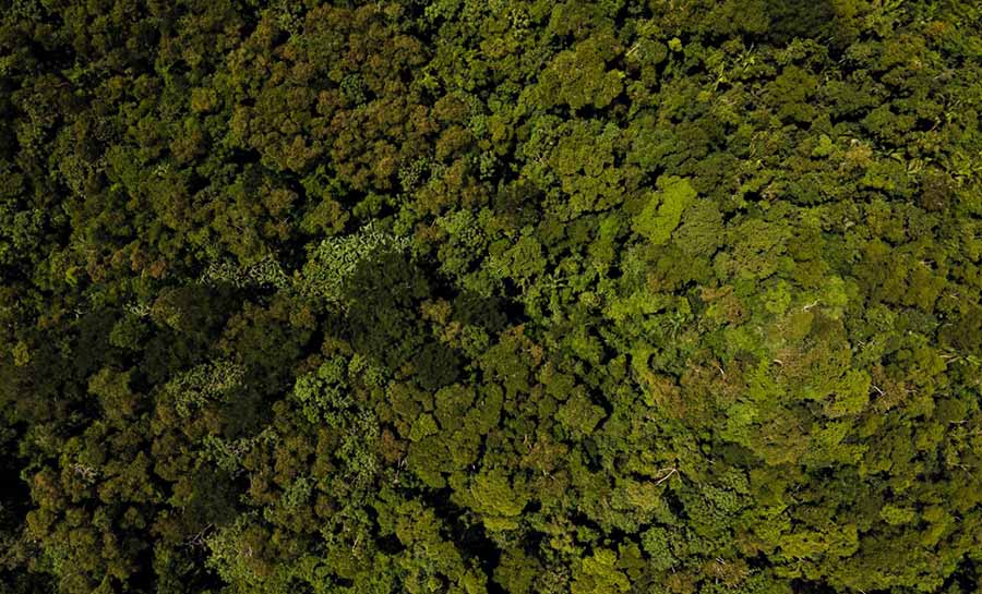 Estudo sobre acúmulo de carbono, estimativa de bovinos pela IA e mudas clonais: conheça algumas pesquisas de bioeconomia financiadas pela Fapac