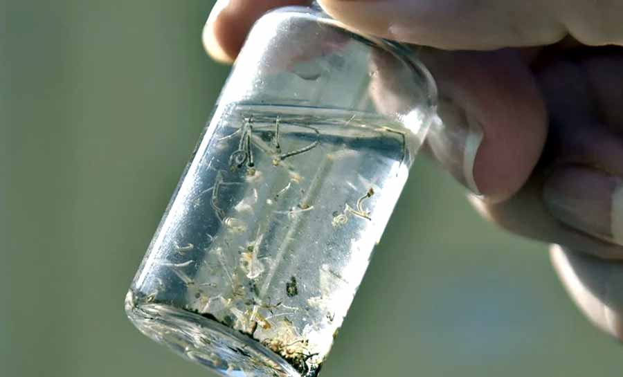 Dengue: mortes chegam a 113 no país e 438 óbitos são investigados