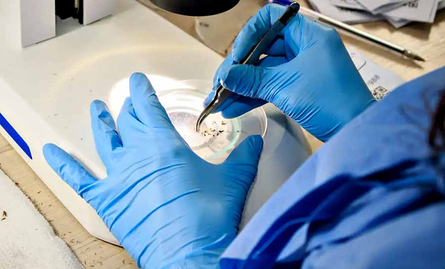 Rio faz nova soltura de mosquitos usados no combate à dengue