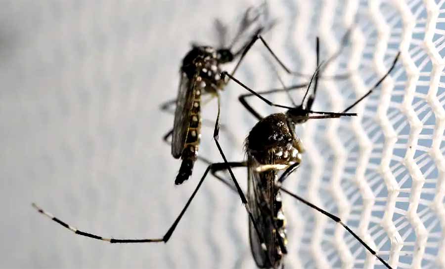 Quase 4 bilhões de pessoas correm risco de infecção pelo Aedes