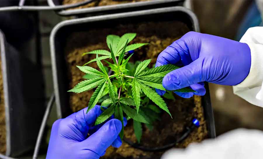 Anvisa defende manutenção de marco regulatório para cannabis medicinal