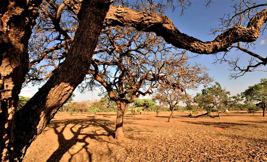 Dia do Meio Ambiente destaca ações de enfrentamento à desertificação