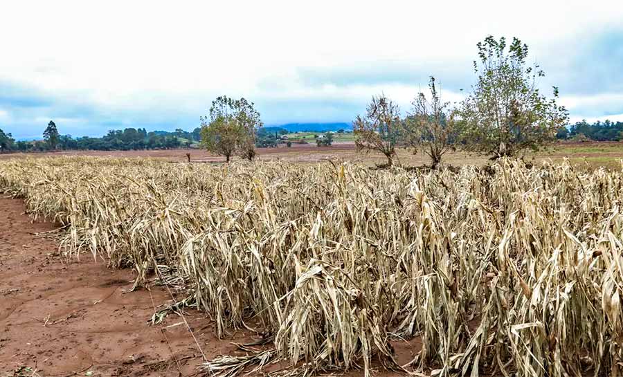 Cheias afetaram mais de 206 mil propriedades rurais, diz Emater-RS