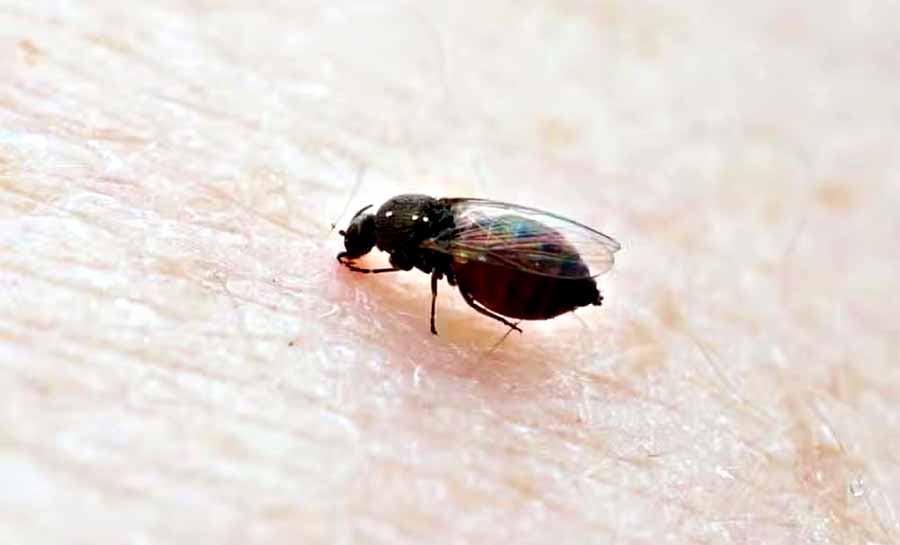 Com salto de 701% e morte de recém-nascido, Acre teve mais de 480 casos de oropouche em 2024