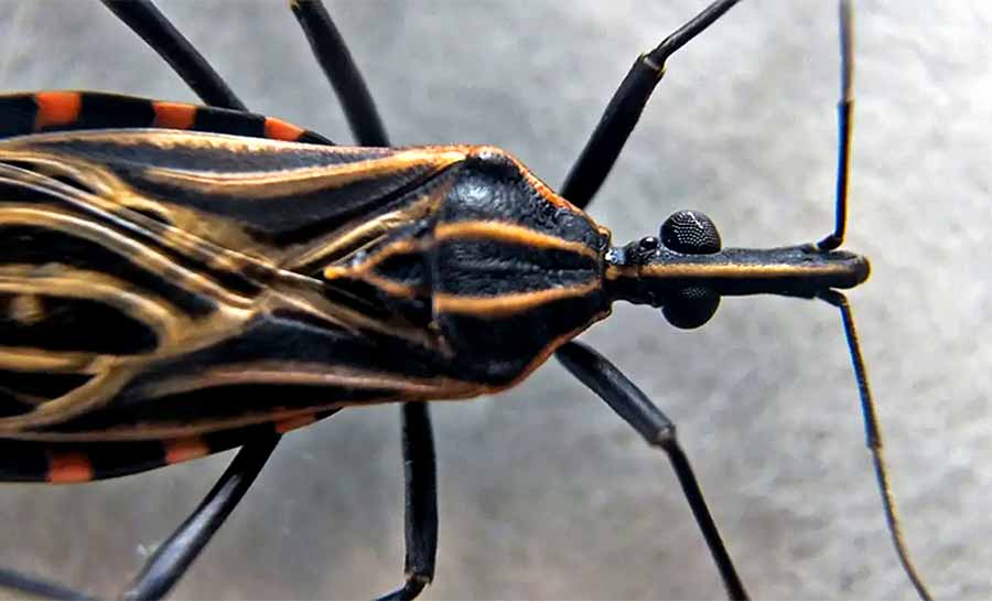 Associação denuncia presença de “barbeiros” infectados no Butantã