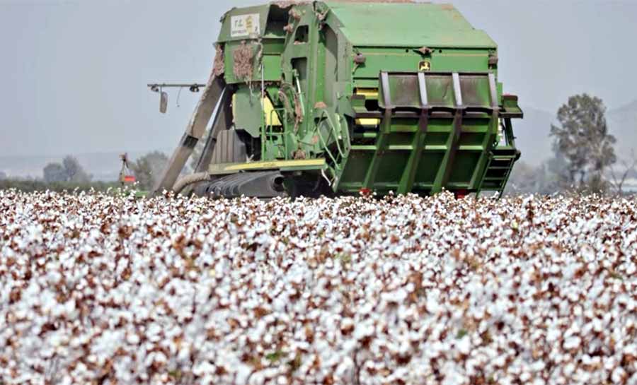 Brasil assume liderança como maior exportador de algodão do mundo