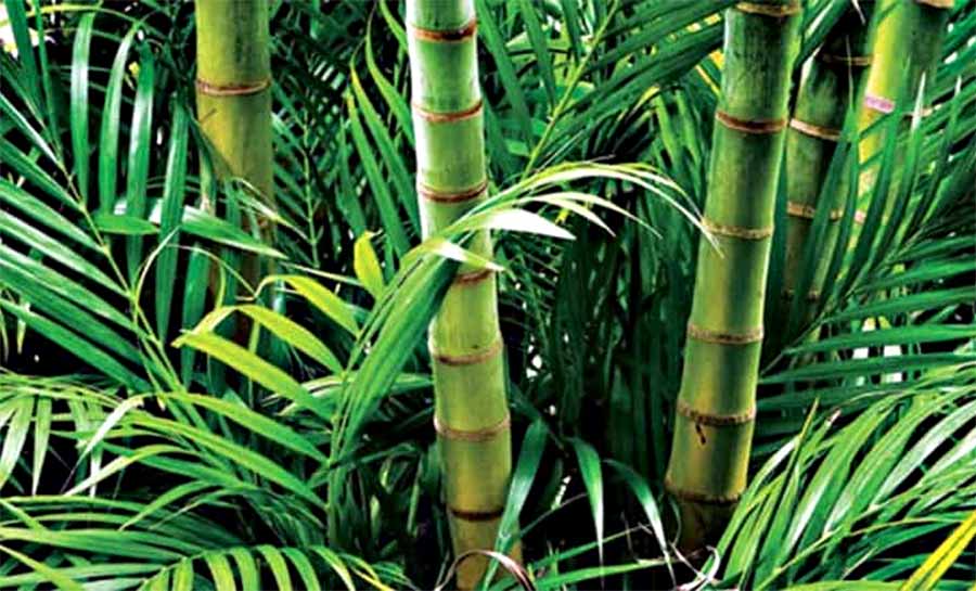 Economia do bambu: com 4 milhões de hectares, madeira é pouco aproveitada e Acre perde grande mercado