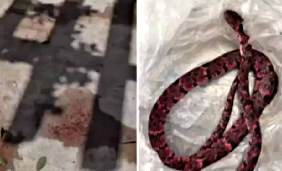 Homem tenta engolir cobra no Ceará e é encaminhado ao hospital