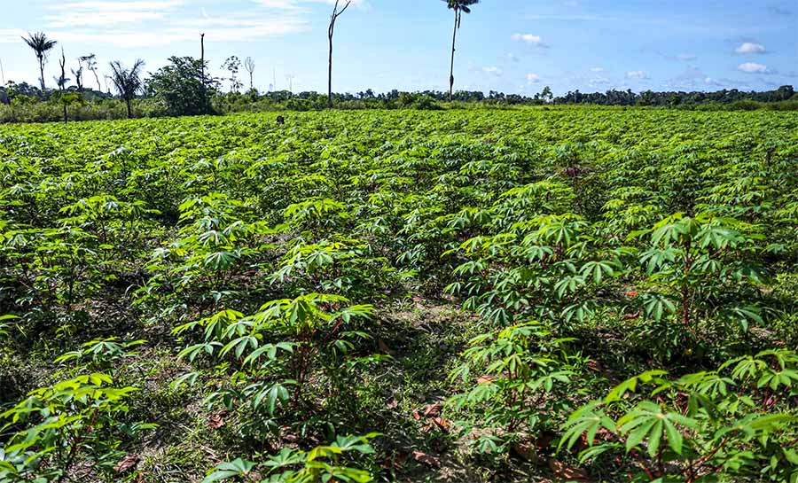 Governo do Acre e Instituto de Pesquisa Ambiental da Amazônia desenvolvem projeto para recuperação de paisagens degradadas no Juruá