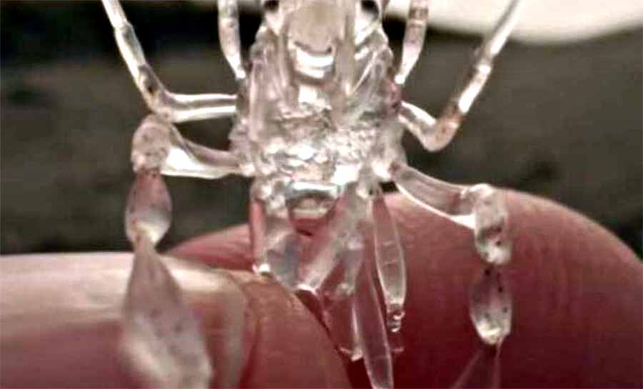 “Alien transparente” do fundo do mar é encontrado após tempestade
