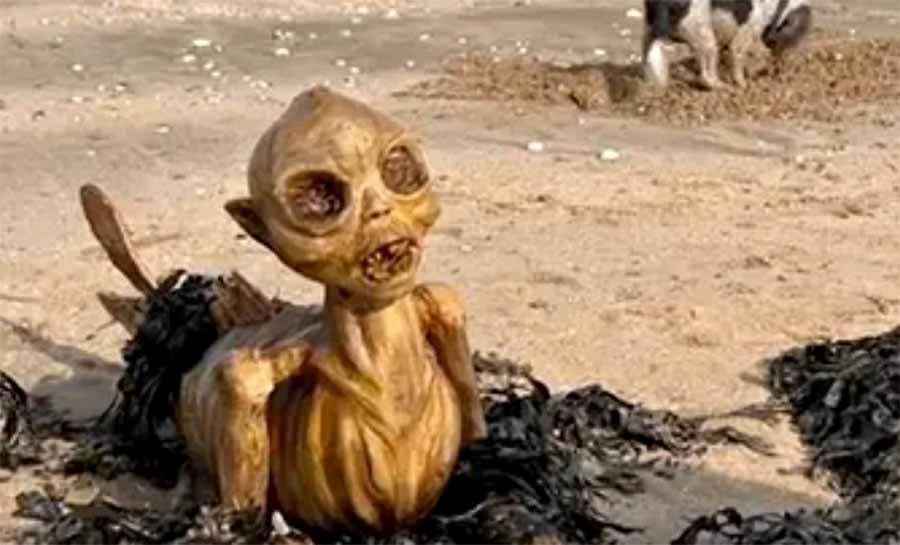 Sereia? Alienígena? Criatura bizarra surge em praia na Inglaterra