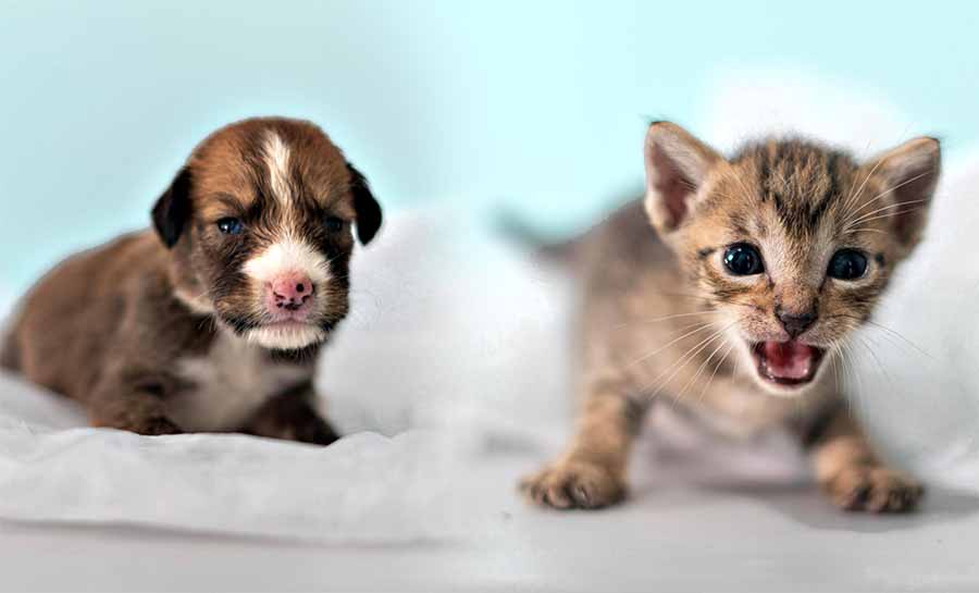 Prefeitura de Rio Branco promove campanha para escolha de nomes de pets disponíveis para adoção