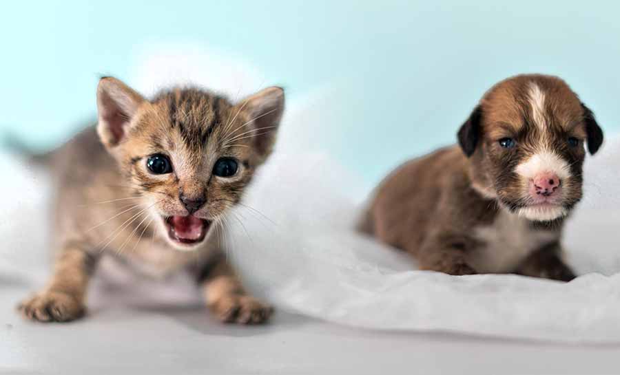 Prefeitura de Rio Branco lança “Petinder”, para promover match entre pets e seus novos lares