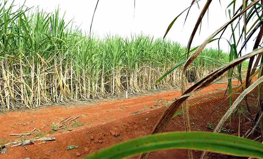 Conab estima produção de 663,4 milhões de toneladas de cana
