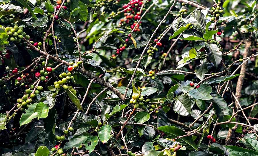 Safra de café deve crescer 2,7% e chegar a 56 milhões de sacas em 2025