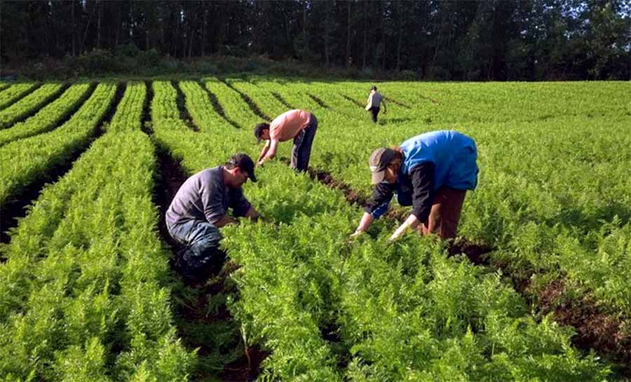 Governo lança AgroAmigo com R$ 1 bilhão para fortalecer agricultura familiar no Norte e Centro-Oeste