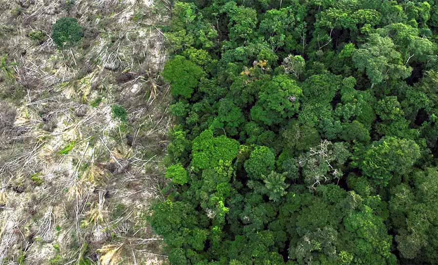 Em 40 anos, Amazônia perdeu área de vegetação do tamanho da França