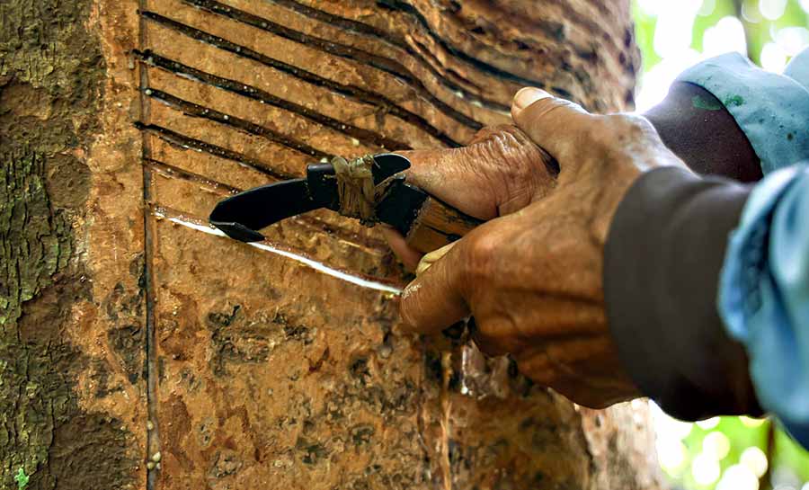 Cadeia da borracha nasce do esforço silencioso na floresta e transforma o extrativismo do Acre em motor global da bioeconomia