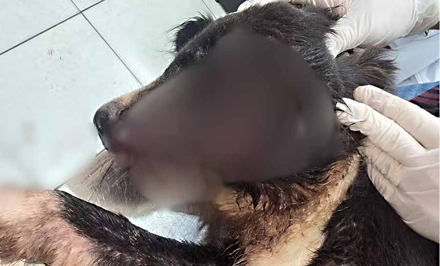 Denúncia expõe cachorro com graves ferimentos em canil de prefeitura no AC; Saúde apura caso